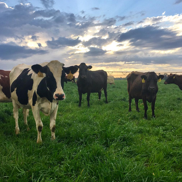Meet the Farmer Dinner (Aug 27) - Mercato Di Bellina