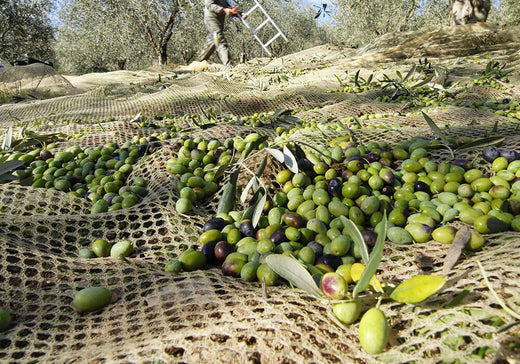 Everything You Need to Know About Olive Oil and Its Culinary Uses