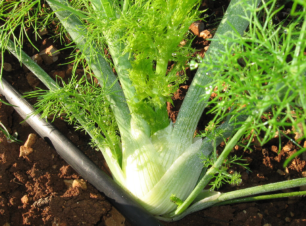 Sicilian Orange and Fennel Salad