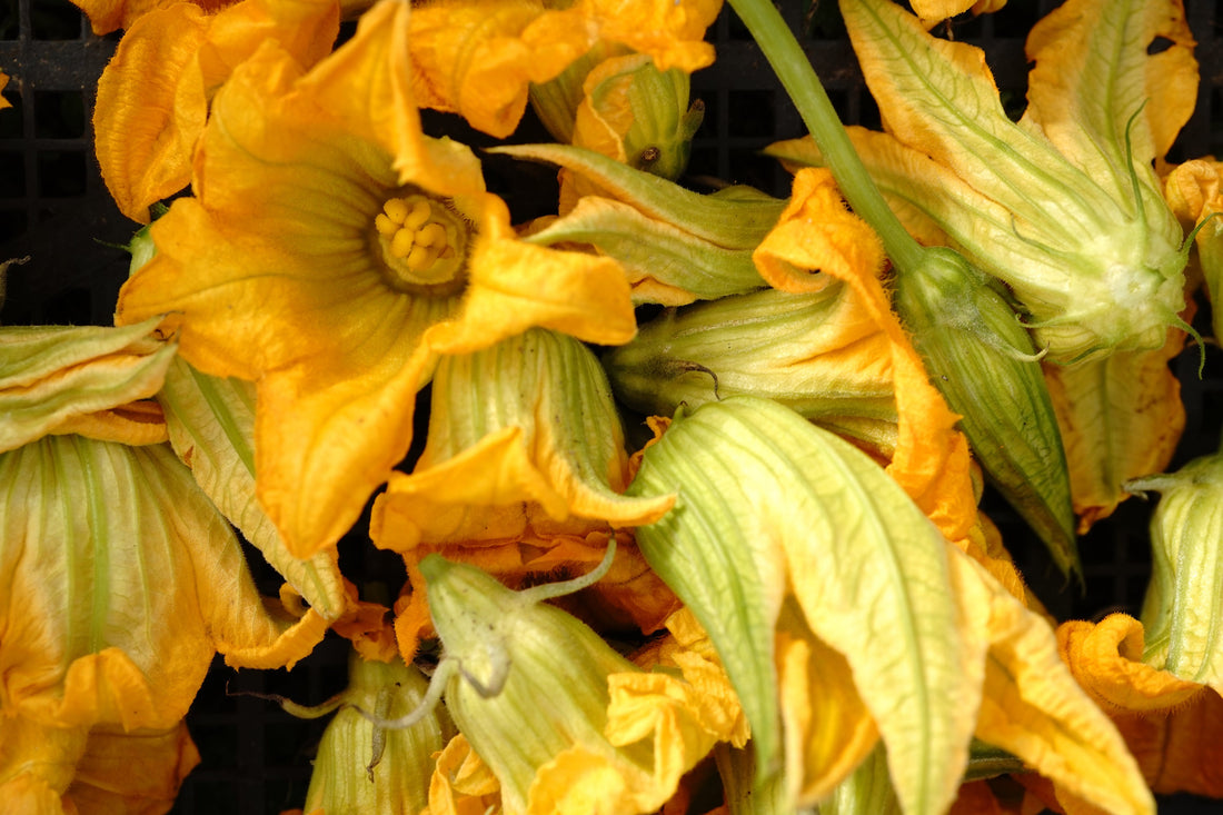 Zucchini flowers are back in season