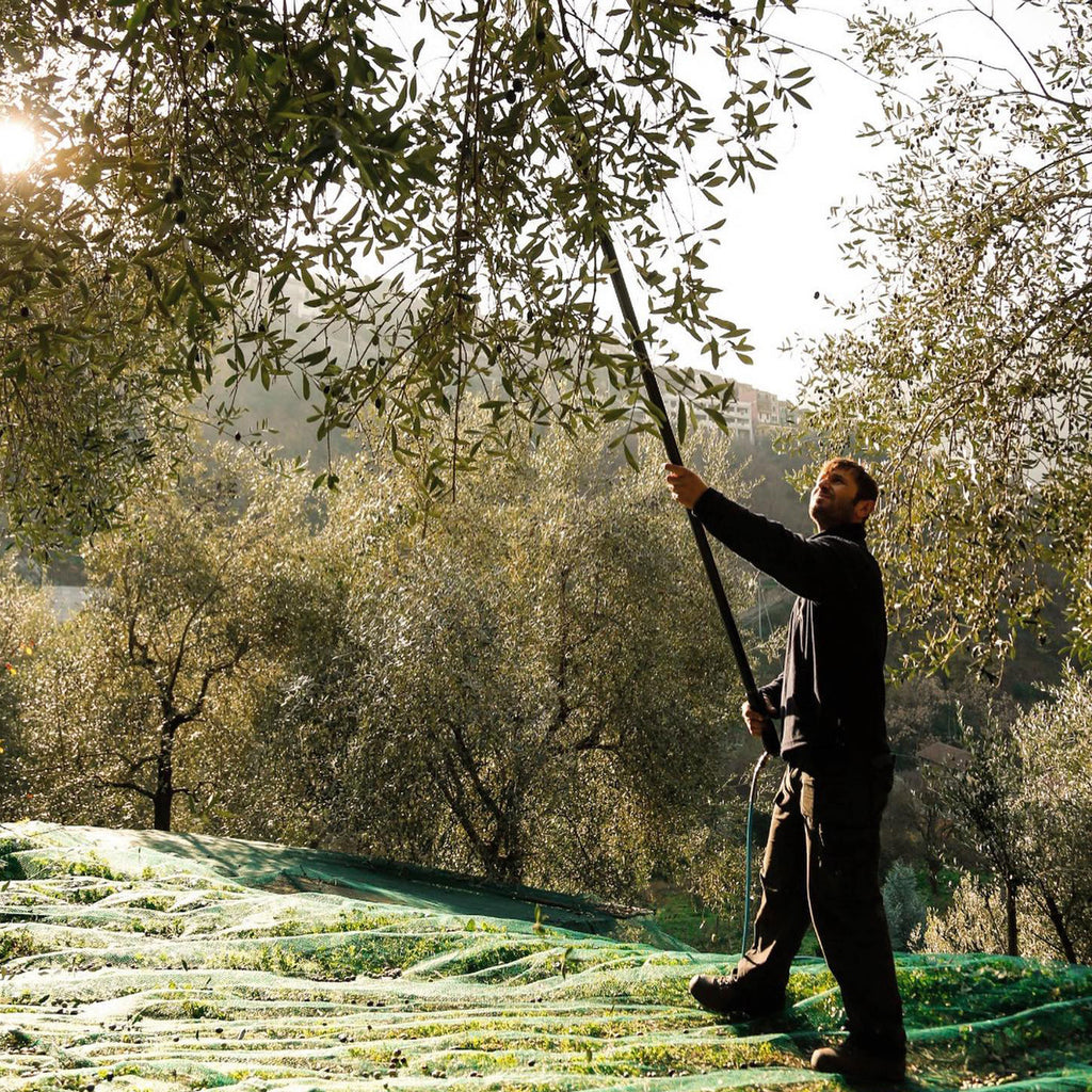 taggiasca olive oil