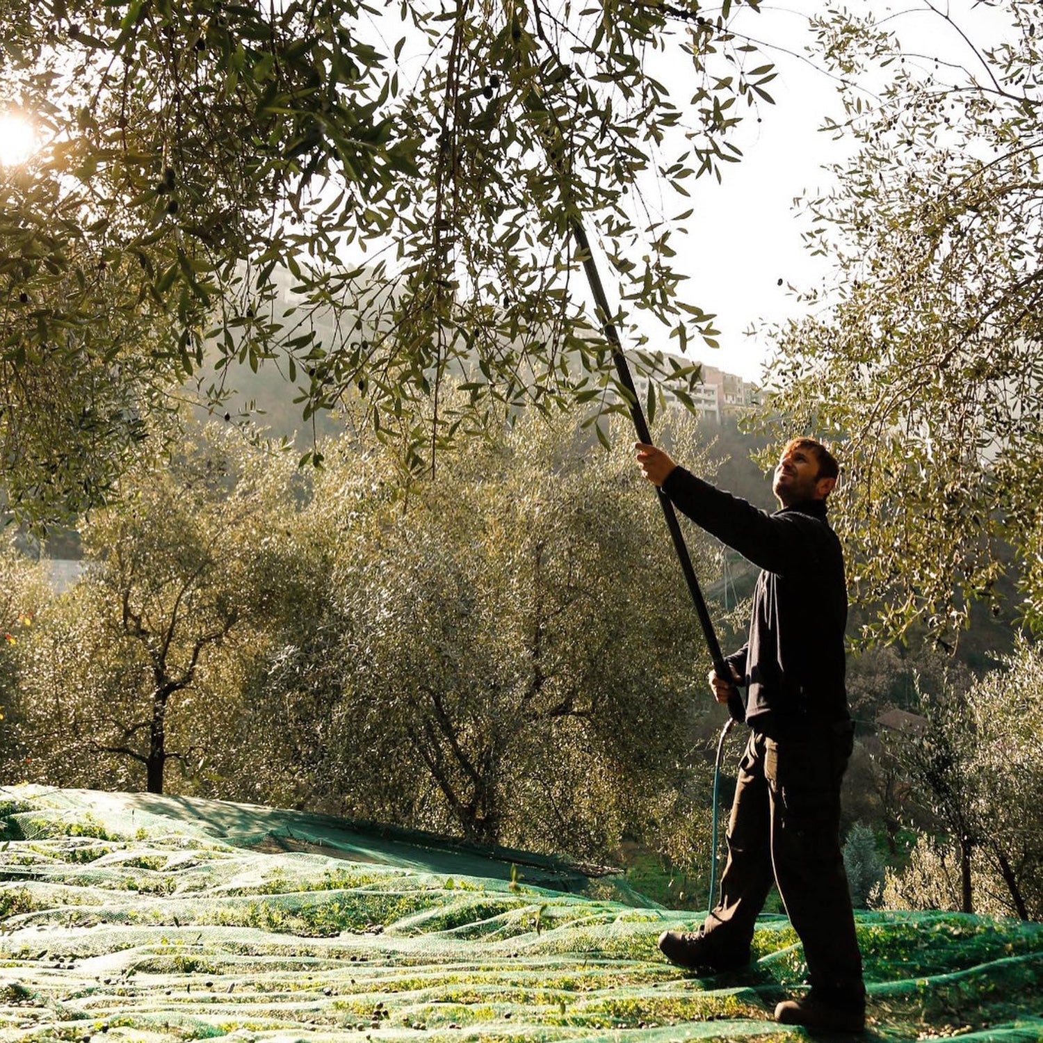 taggiasca olive oil