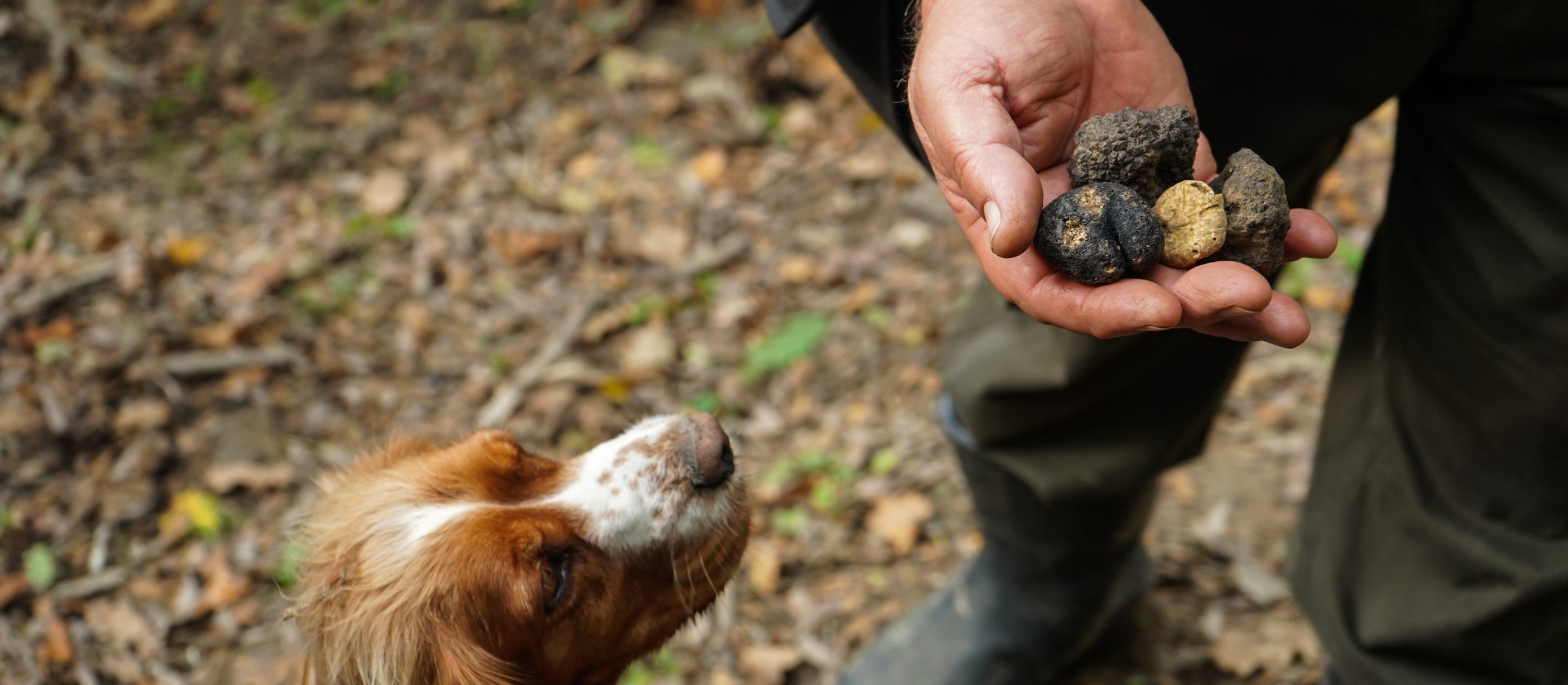 Truffle hunting fresh truffles Italian